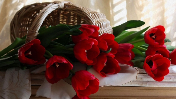 سجل حضورك بوردة او زهور زينه تعجبك - صفحة 29 Tulips2